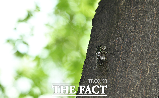서울 전역에 폭염경보가 발효된 지난해 7월24일 서울 송파구 일대 나무에서 매미가 울고 있다. /박헌우 기자