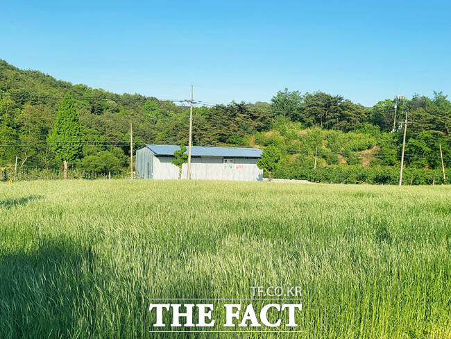 영주시 부석면 농산물 집하장 인근에 펼쳐진 청보리밭이 시민과 관광객들의 눈길을 끌고 있다. /김성권 기자