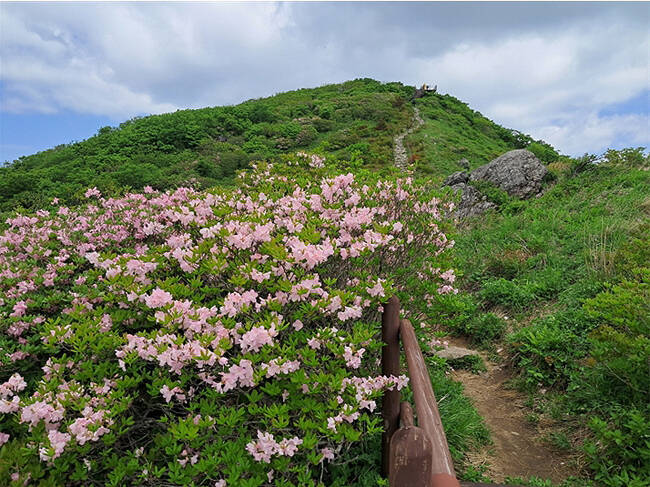 연화봉~비로봉 능선에 핀 철쭉. /소백산 국립공원사무소