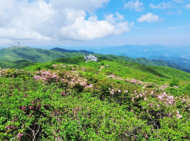 소백산 연화봉 능선에 핀 철쭉. /소백산 국립공원사무소