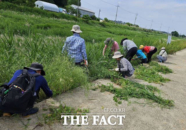 광주 남구가 대촌천 주변 생태계 교란 식물 제거 작업을 펼치고 있다. /광주 남구