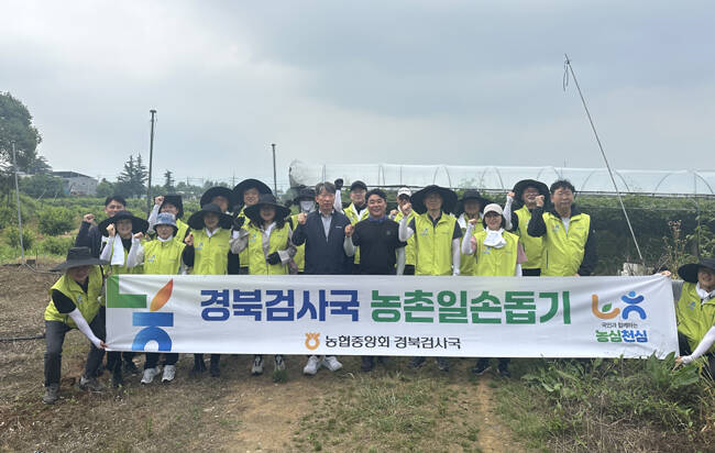 29일 농협중앙회 경북검사국 직원들이 경산시 자인면의 한 포도 재배 농가를 찾아 농촌일손돕기 활동을 펼쳤다. /협중앙회 경북검사국