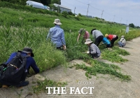  광주 남구, 대촌천·수춘천 생태계 교란종 제거 나서