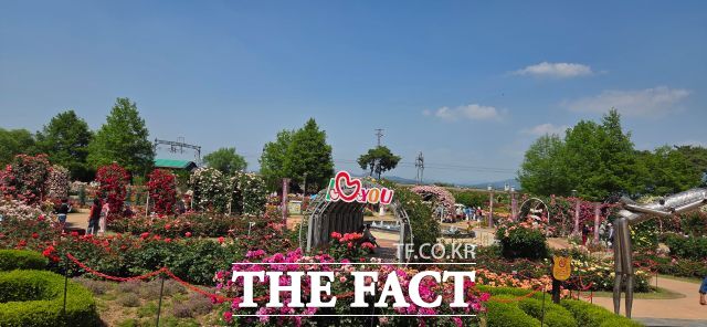 곡성군 장미축제는 성공적인 지역 축제로 유명세를 탔다. /김영신 기자