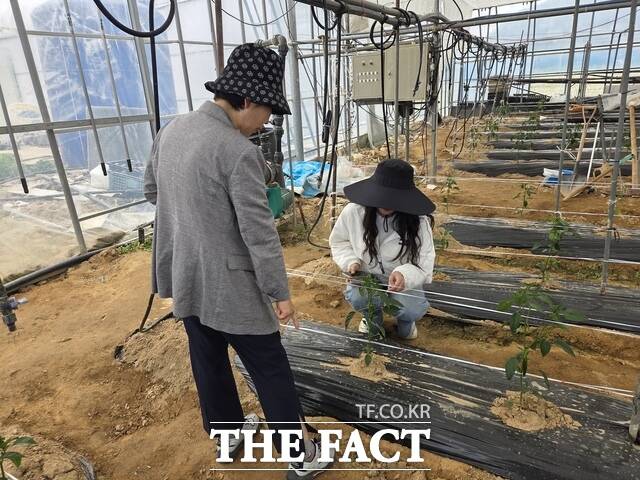 화순군 농업기술센터 직원이 시설 고추 현장을 진단하고 있다. /화순군