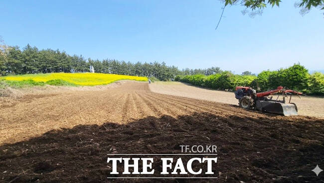 죽도 특산물인 더덕을 생산하는 더덕밭. / 김유곤 씨 페이스북 갈무리