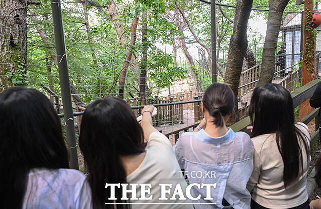 지난 4월 운영을 중단한 대전 중구 오월드가 시설 보강을 끝내고 5일 오전 재개장한 가운데 늑대 '늑구'가 늑대 사파리를 거닐고 있다. /대전=박헌우 기자