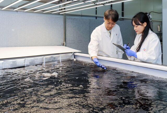 경기 수원시에 위치한 CJ제일제당 블로썸파크에서 연구원들이 배양 중인 육상양식 김 상태를 점검하고 있다. /CJ제일제당