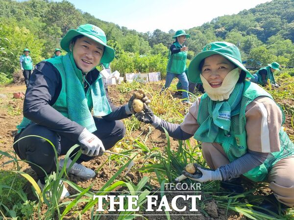 직장·공장새마을운동대전시협의회가 15일 대전시 대덕구 이현동 소재 감자밭에서 50여 명이 참여한 가운데 감자 수확과 선별, 박스 포장 작업을 함께하는 '제1차 농촌희망드림 농촌봉사활동'을 펼쳤다. /대전시새마을회