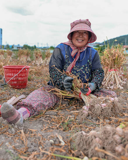 혹독한 겨울을 이겨내는 강인한 생명력과 뛰어난 맛을 자랑하는 의성 한지마늘 수확이 한창이다. /의성군