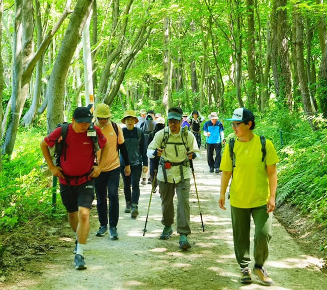 초록으로 불든 나리분지 숲길을 걷고 있다. /울릉산악회