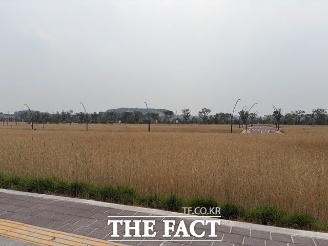 로열파크씨티Ⅱ 단지 밖 기부채납 부지에는 시행사 DK아시아가 심어놓은 호밀이 가득하다. /공미나 기자