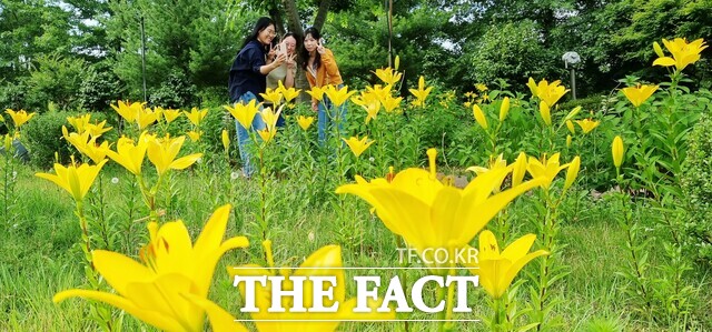 활짝 핀 노랑나리를 보러 함평엑스포공원을 찾은 관광객들. /함평군