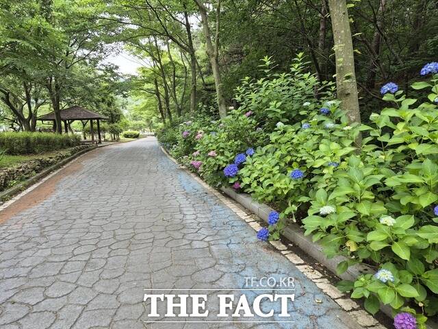 함평자연생태공원 수국 개화 모습. /함평군