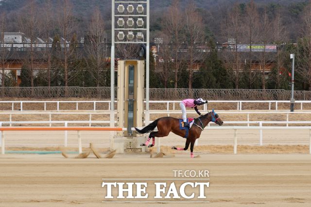 오너스컵 출전마 '로쉬'. /렛츠런파크 부산경남