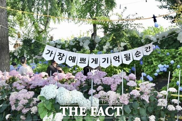 '제5회 유구색동수국정원 꽃 축제'가 지난 26일부터 28일까지 3일간 유구읍 일원에서 열렸다. /공주시