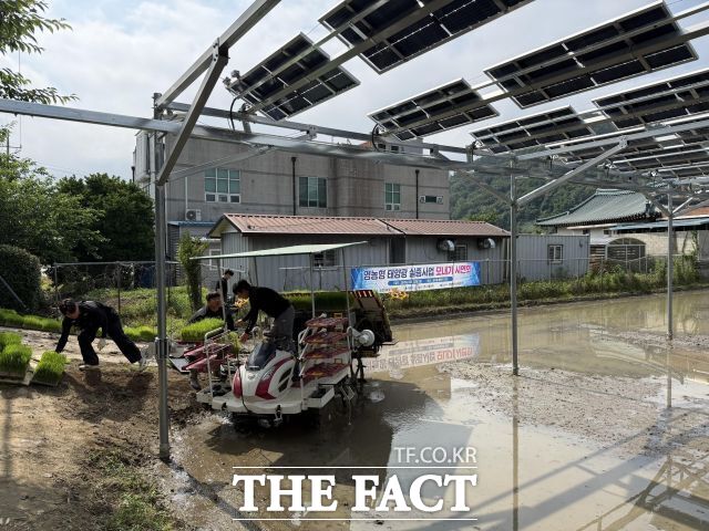 순천시가 수도작과 밭작물을 대상으로 각각 50kw 규모의 영농형 태양광 실증단지를 조성해 총 100kw 규모의 실증사업을 추진한다. / 순천시