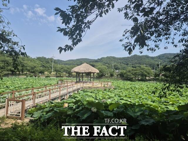 당진시 면천면 골정지 연꽃 모습 /당진시