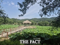  당진시 면천면 골정지에 연꽃 '만발'