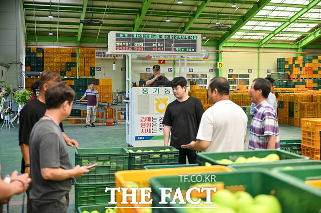 풍기농협 농산물 공판장에서 썸머프린스 경매가 펼쳐지고 있다. /영주시