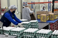  브라질산 계란 국내 첫 수입…공급망 다변화 추진