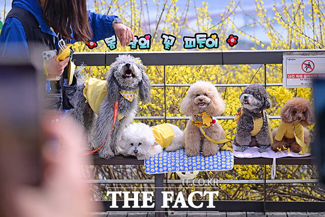 지난해 3월 27일 오후 서울 성동구 응봉산에서 강아지 교육센터를 수료한 견공 5마리가 기념사진을 찍고 있다./남윤호 기자