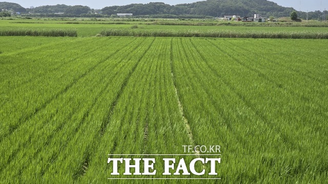 당진시 벼 건답직파 재배 현장. /당진시