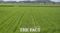  당진시, 노동력 줄이는 '벼 건답직파 재배' 주목