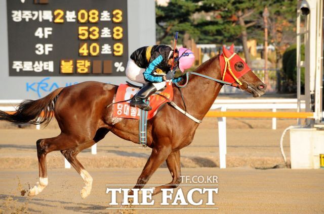 2012년 11월 11일 당대불패 대통령배 우승 모습. /한국마사회