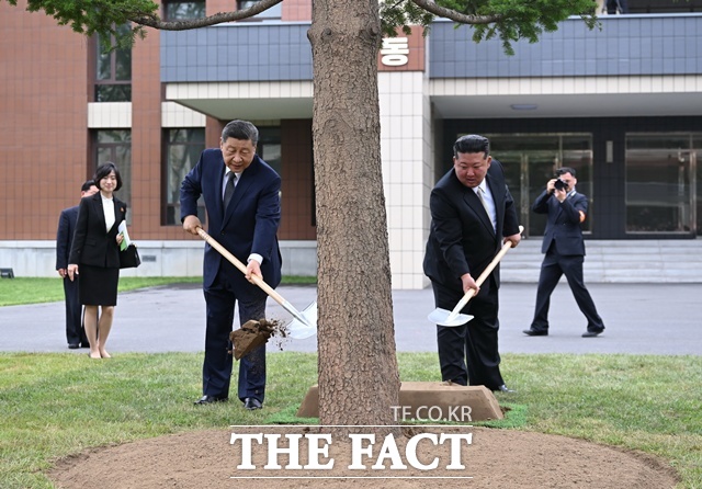 김정은 북한 국무위원장(오른쪽)과 시진핑 중국 국가주석은 지난 6월 9일 평양에 위치한 조선노동당 중앙간부학교를 방문해 전나무를 기념식수했다. /뉴시스. 신화통신