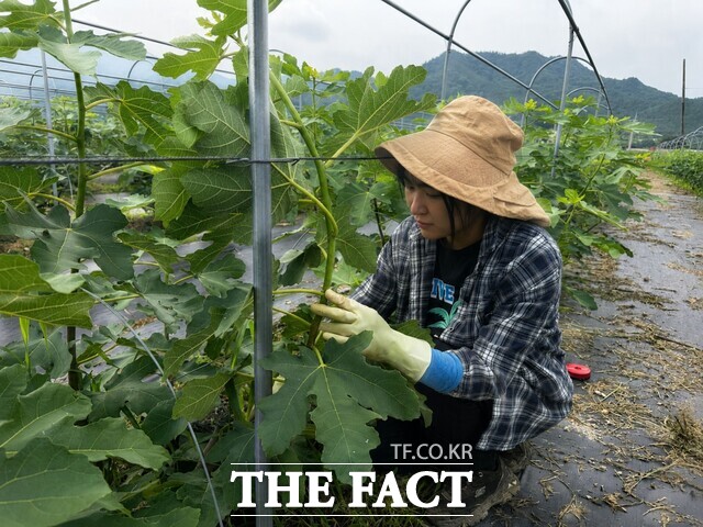 전남광주시가 선정한 7월 친환경 농산물 '청무화과'. 영암군에 거주하는 박혜민 씨가 청무화과를 재배하고 있다. /전남광주통합특별시