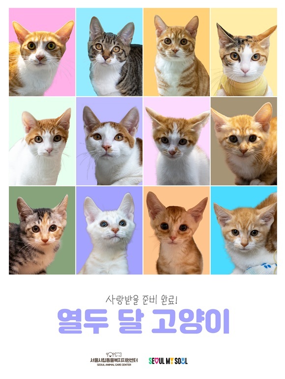 서울시는 긴급 구조 후 서울시립동물복지지원센터 동대문과 마포센터에서 보호 중인 고양이 12마리의 공개 입양을 진행한다고 29일 밝혔다. /서울시