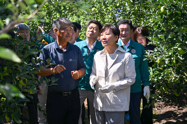 송미령 농림축산식품부 장관이 풍기읍 창락리에 소재한 농가 과수원에 방문에 조생종 사과 생육 상황과 작황을 살피고 있다. /영주시