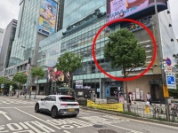  마포구, 홍대입구~합정 가로수에 패션 입힌다