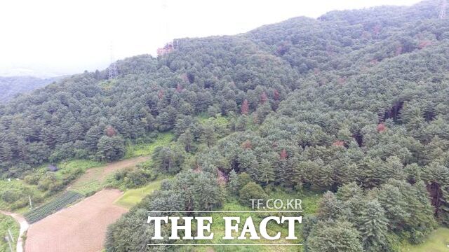 소나무재선충병 번진 양평군 산림. /경기도