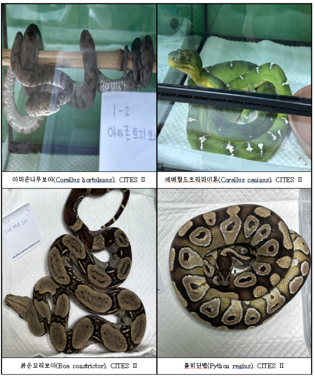 검찰은 수사 과정에서 코브라와 양쯔강악어, 검정늪거북 등 야생동물 95마리(국제적 멸종위기종 40마리)를 압수해 국립생태원에 맡겼다. 사진은 아파트에서 확보한 주요 압수물. /서울동부지검