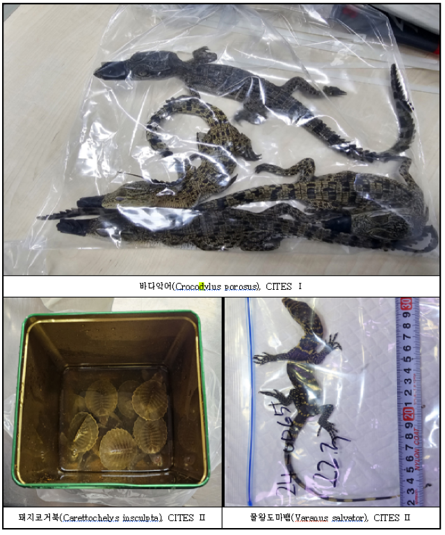 서울동부지검 형사2부(이상학 부장검사)는 6일 관세법·야생생물법 위반 등 혐의로 밀수 조직 총책 A 씨를 구속 기소하고 밀수책 B 씨 등 4명을 불구속 기소했다고 밝혔다. 사진은 인천공항에서 확보한 주요 압수물. /서울동부지검