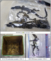  코브라·비단뱀이 옆집에 살았네…야생동물 밀수조직 재판행