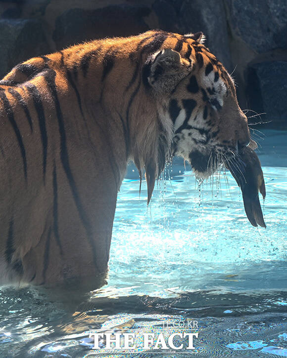 반달가슴곰이 참외를 먹고 있다.