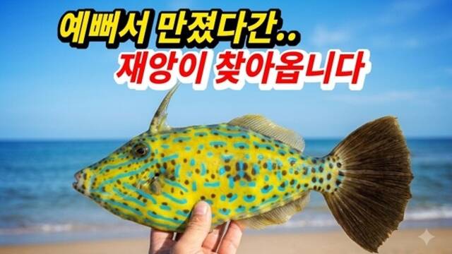 입질의추억TV jiminTV는 낚시 과정과 함께 낯선 바다생물 주의점과 수산물 손질법 등 유용한 실전 지식을 폭넓게 제공한다. /유튜브 채널 입질의추억TV jiminTV 영상 캡처