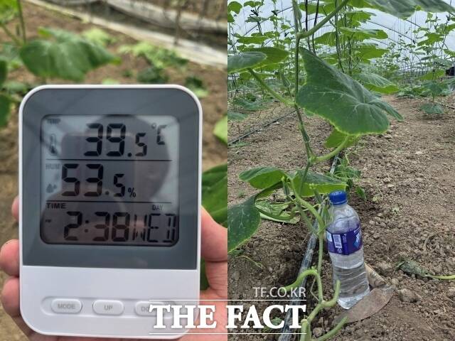 지난달 28일 오후 2시38분께 이들이 작업하는 비닐하우스 내부 온도는 39.5도, 습도 53.5%로 체감온도는 39.32도에 달했다. 비닐하우스 내 식수는 호박 줄기 앞에 덩그러니 놓인 500㎖ 생수 1병이 전부였다. /안디모데 기자