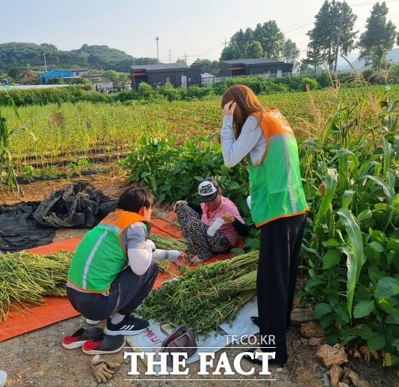 당진시자율방재단이 6일 영농 현장을 방문해 폭염 예찰 활동을 실시하고 있다. /당진시