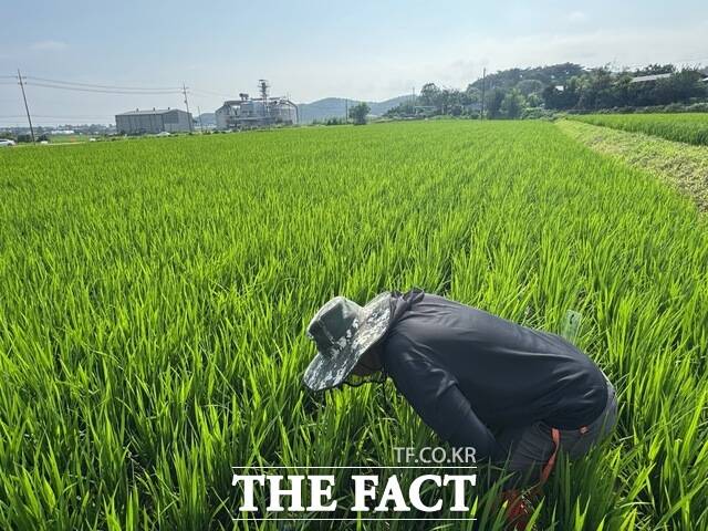 충남도 농업기술원 관계자가 9일 논에서 병해충 발생 여부를 점검하고 있다. /충남도