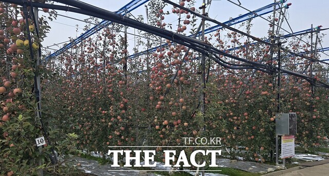 ICT 기술을 적용한 사과 과수원 모습. /서산시