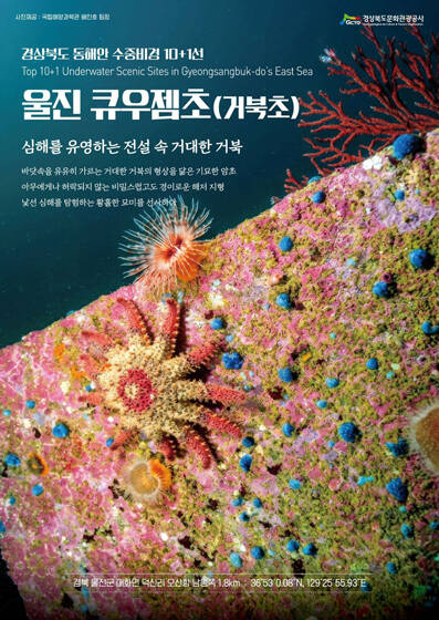 울진 거북초. /울진군