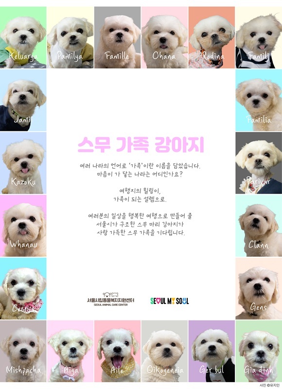 서울시는 지난달 28일 열악한 환경에서 생활하던 1~2세 강아지 33마리를 구조하고 이 가운데 20마리에 대한 공개 입양 신청을 20일부터 받는다고 밝혔다. /서울시