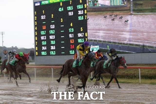 16일 제6회 Rookie Stakes@영남 대회에서 결승선 직전 달리는 두바이하트(9번마)와 조인권(보라색 모자) 기수. /렛츠런파크 부산경남