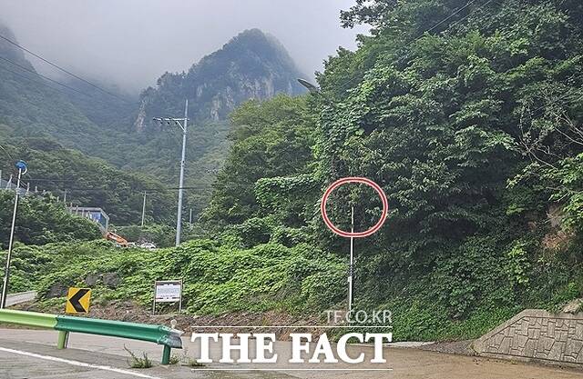 도로변을 밝히는 가로등 주변까지 칡넝쿨이 감싸고 올라가면서 조명시설이 제 기능을 다하지 못하고 있다. /독자 제공