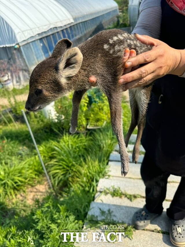 광주보건환경연구원 야생동물구조관리센터가 새끼 고라니를 구조하고 있다. /광주보건환경연구원