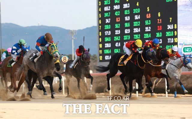 렛츠런파크 부산경남 경마 현장. /렛츠런파크 부산경남